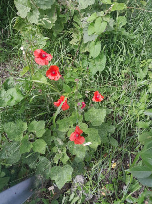 flowers